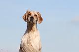 SETTER ANGLAIS 164
